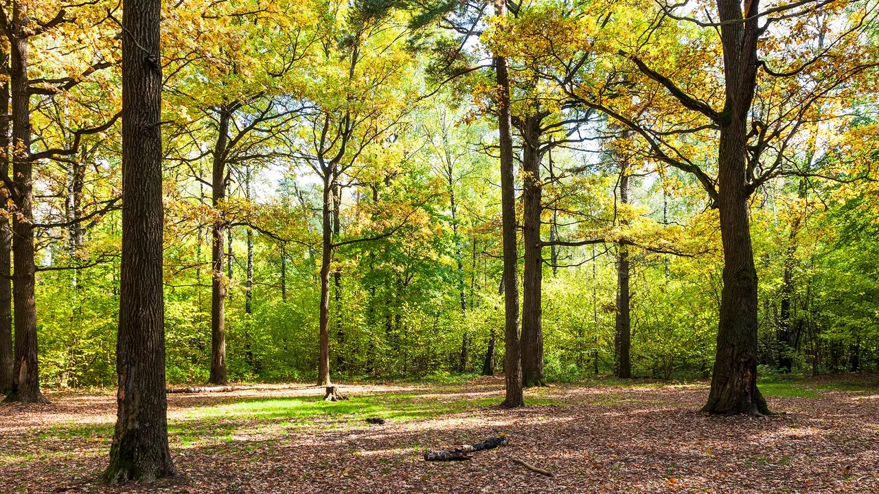 Изображение особенности